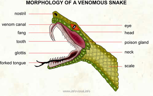 Snake  (Visual Dictionary)